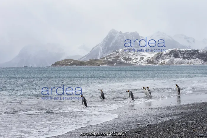 : Southern Ocean, South Georgia, Salisbury Plain : Southern Ocean, South Georgia, Salisbury Plain