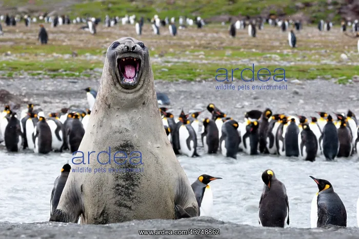 : Southern Ocean, South Georgia, southern elephant : Southern Ocean, South Georgia, southern elephant
