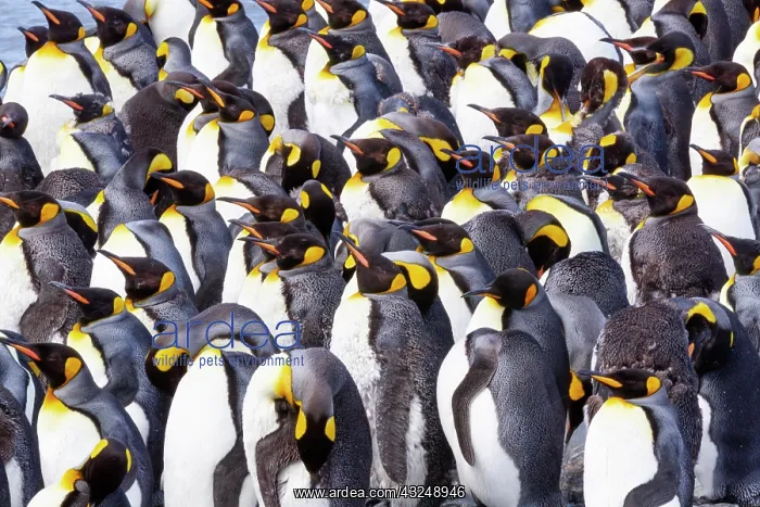  : Southern Ocean, South Georgia. View of a group of