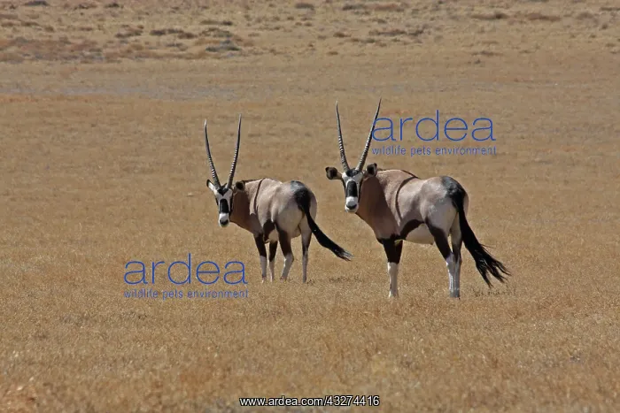  : Southern Oryx 0912