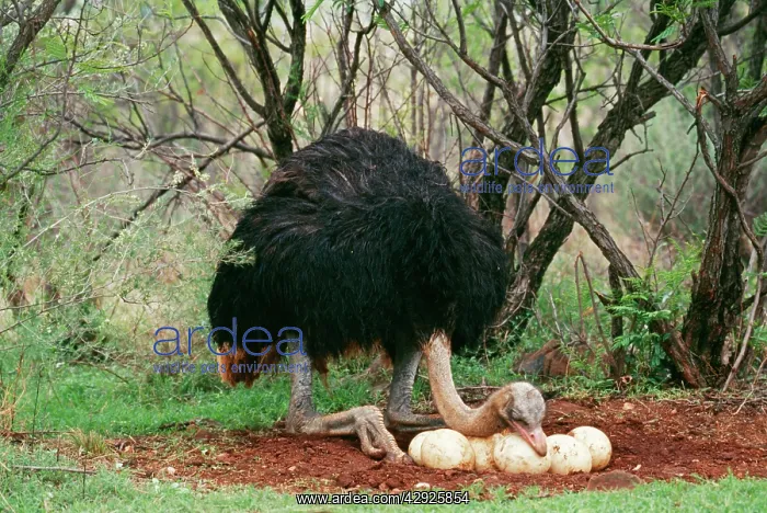: Southern OSTRICH - cock at nest with eggs : Southern OSTRICH - cock at nest with eggs
