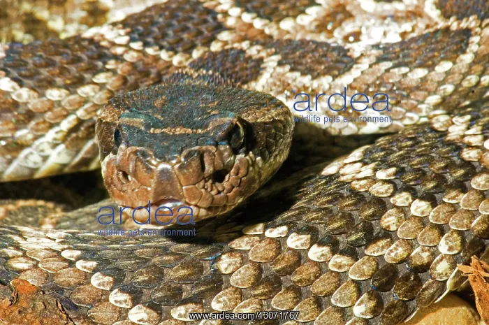 : Southern Pacific Rattlesnake : Southern Pacific Rattlesnake