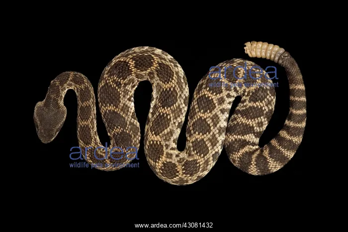 : Southern Pacific Rattlesnake : Southern Pacific Rattlesnake