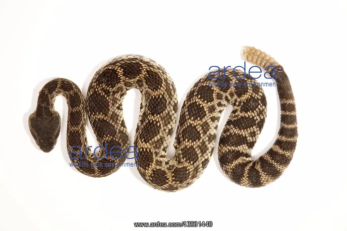 : Southern Pacific Rattlesnake : Southern Pacific Rattlesnake