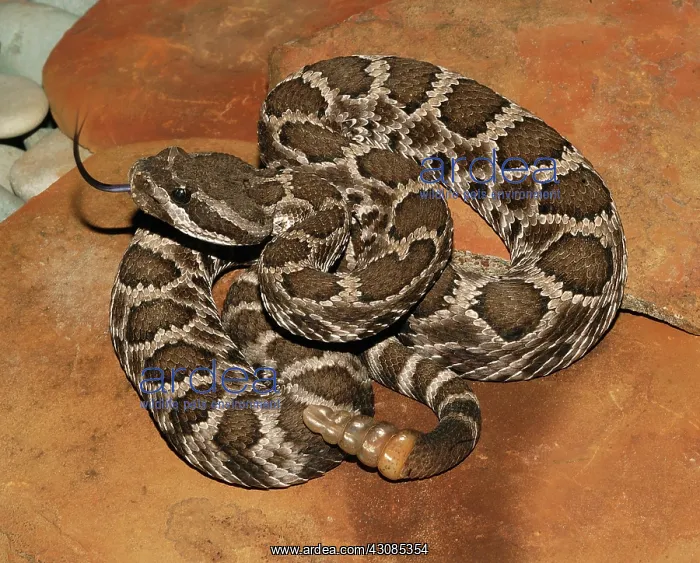 : Southern Pacific Rattlesnake : Southern Pacific Rattlesnake