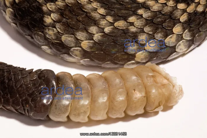 : Southern Pacific Rattlesnake Rattle : Southern Pacific Rattlesnake Rattle
