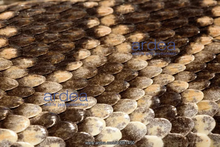 : Southern Pacific Rattlesnake Skin : Southern Pacific Rattlesnake Skin
