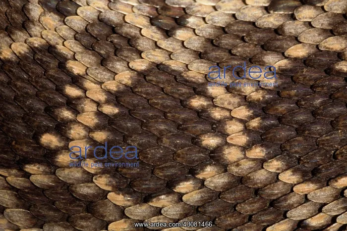 : Southern Pacific Rattlesnake Skin : Southern Pacific Rattlesnake Skin