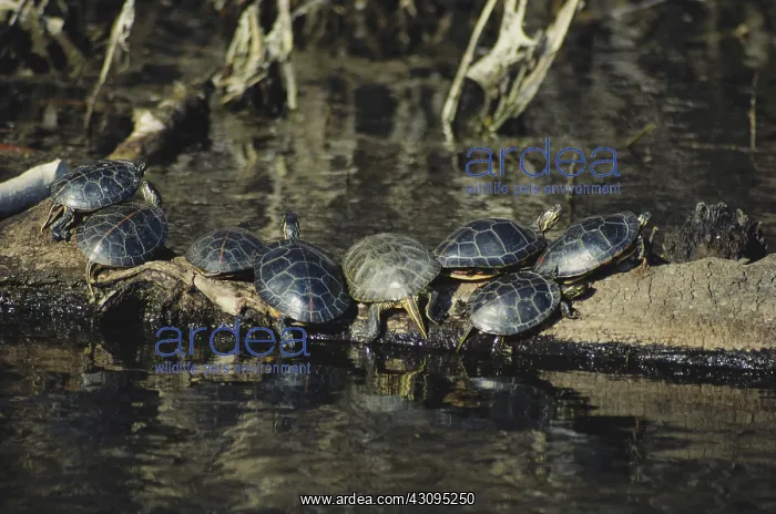 : Southern Painted Turtles : Southern Painted Turtles