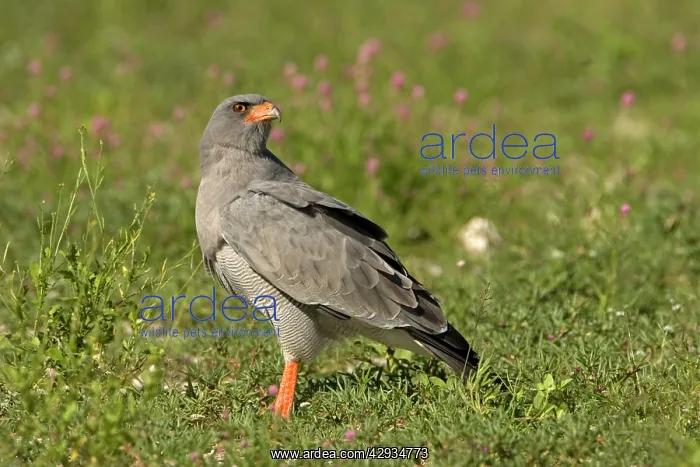 : Southern Pale Chanting Goshawk - Searching for : Southern Pale Chanting Goshawk - Searching for
