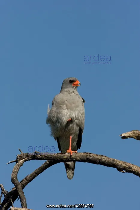 : Southern Pale Chanting Goshawk - Sitting on a perch : Southern Pale Chanting Goshawk - Sitting on a perch