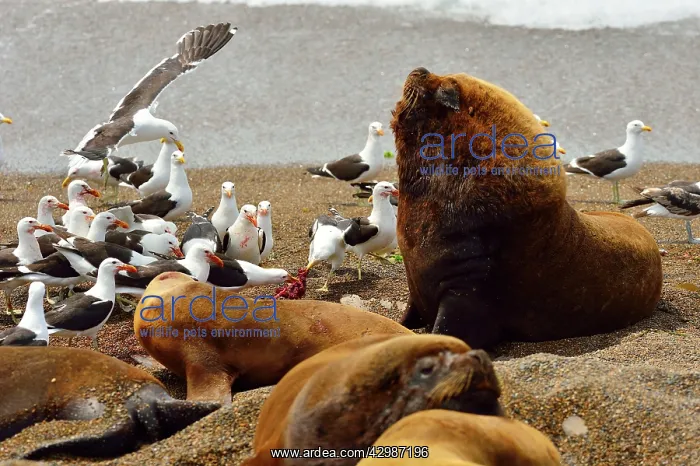 : Southern / Patagonian / South American Sea Lion : Southern / Patagonian / South American Sea Lion