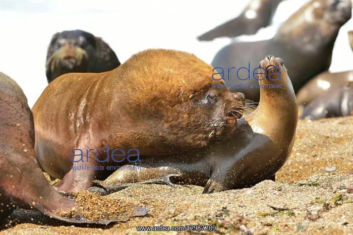: Southern / Patagonian / South American Sea Lion : Southern / Patagonian / South American Sea Lion