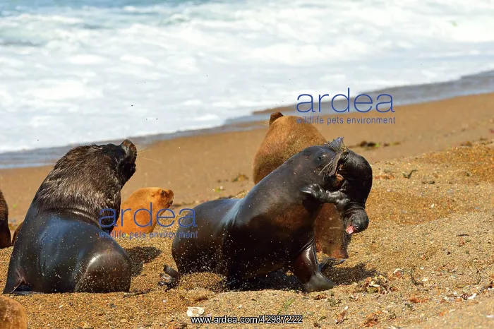 : Southern / Patagonian / South American Sea Lion : Southern / Patagonian / South American Sea Lion