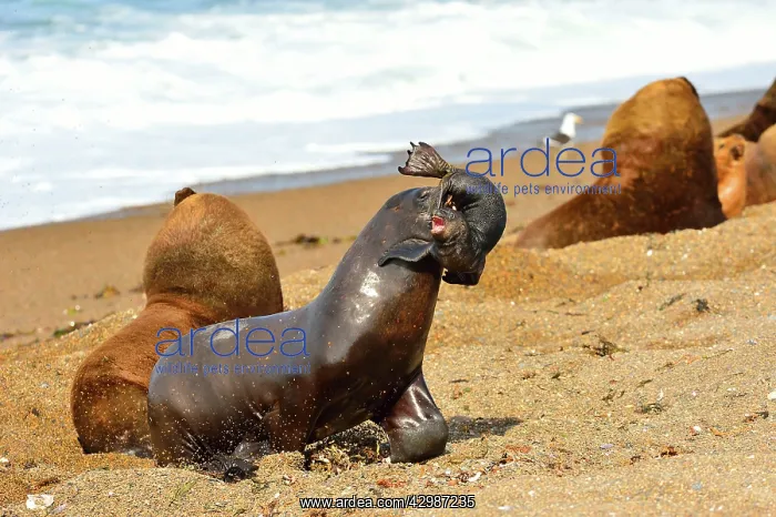 : Southern / Patagonian / South American Sea Lion : Southern / Patagonian / South American Sea Lion