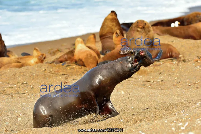 : Southern / Patagonian / South American Sea Lion : Southern / Patagonian / South American Sea Lion