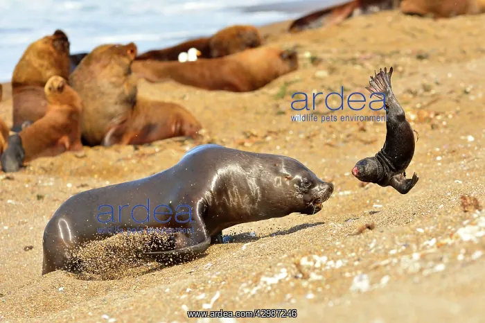  : Southern  /  Patagonian  /  South American Sea Lion