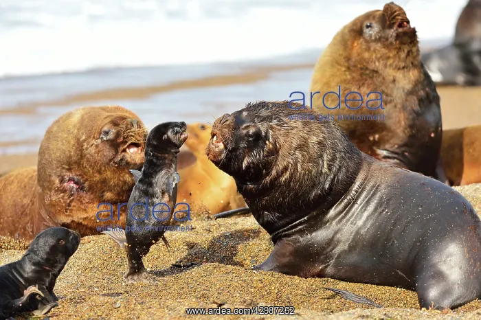 : Southern / Patagonian / South American Sea Lion : Southern / Patagonian / South American Sea Lion
