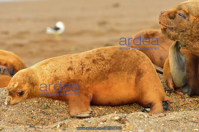 : Southern / Patagonian / South American Sea Lion : Southern / Patagonian / South American Sea Lion