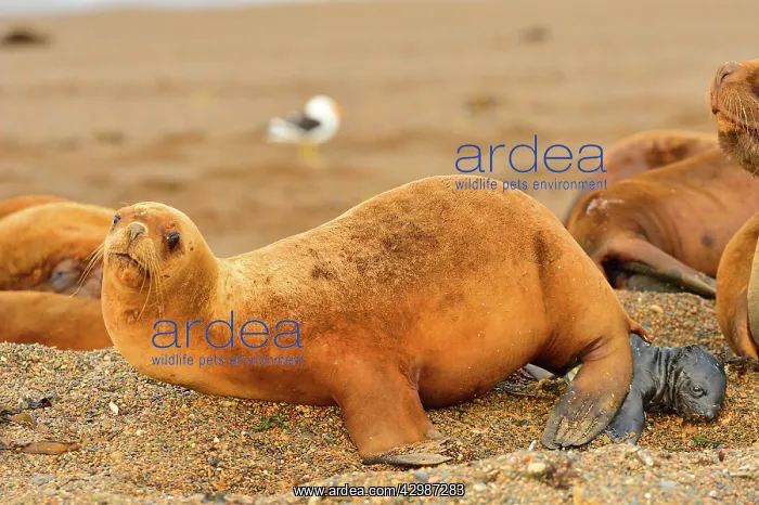 : Southern / Patagonian / South American Sea Lion : Southern / Patagonian / South American Sea Lion