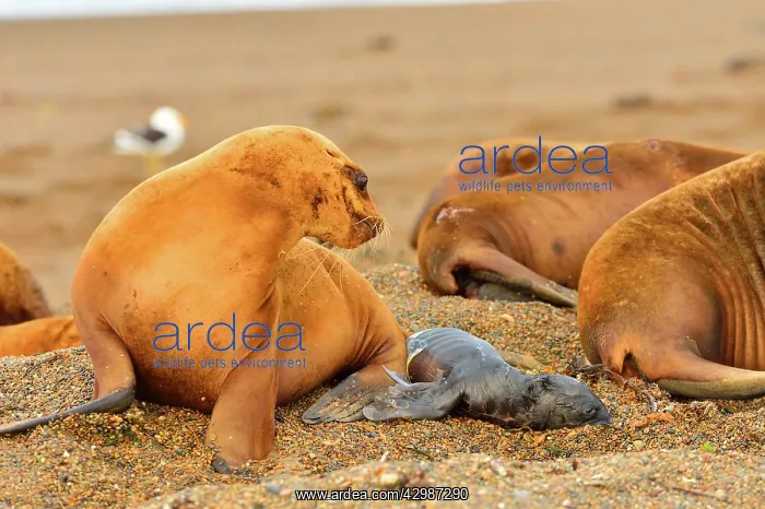 : Southern / Patagonian / South American Sea Lion : Southern / Patagonian / South American Sea Lion