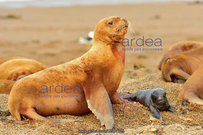: Southern / Patagonian / South American Sea Lion : Southern / Patagonian / South American Sea Lion