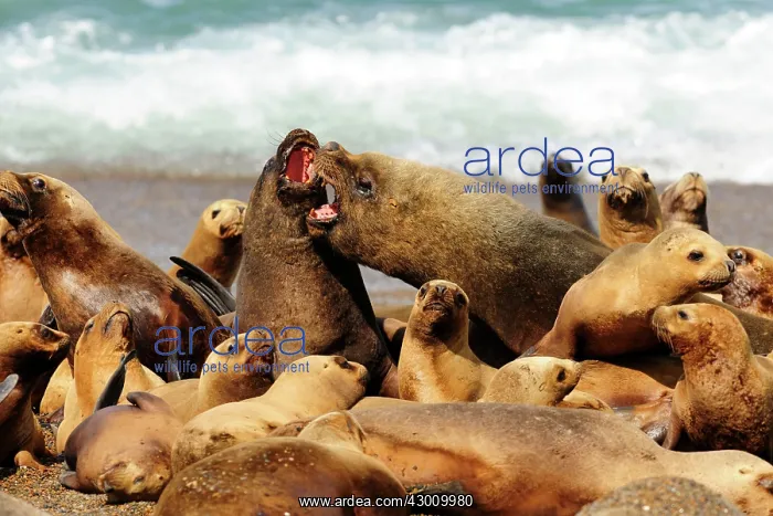  : Southern  /  Patagonian  /  South American Sea Lion