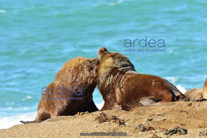 : Southern / Patagonian / South American Sea Lion : Southern / Patagonian / South American Sea Lion