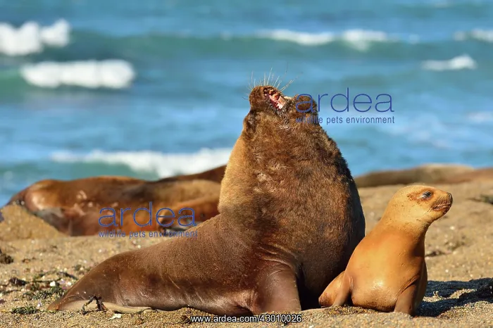 : Southern / Patagonian / South American Sea Lion : Southern / Patagonian / South American Sea Lion