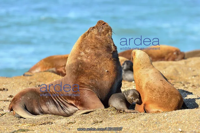 : Southern / Patagonian / South American Sea Lion : Southern / Patagonian / South American Sea Lion