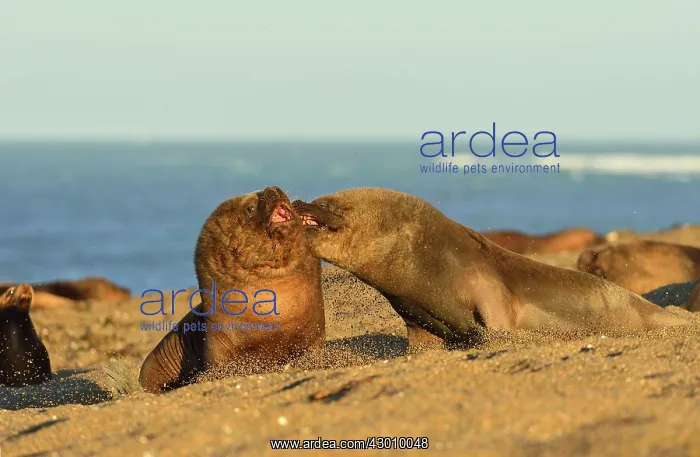 : Southern / Patagonian / South American Sea Lion : Southern / Patagonian / South American Sea Lion