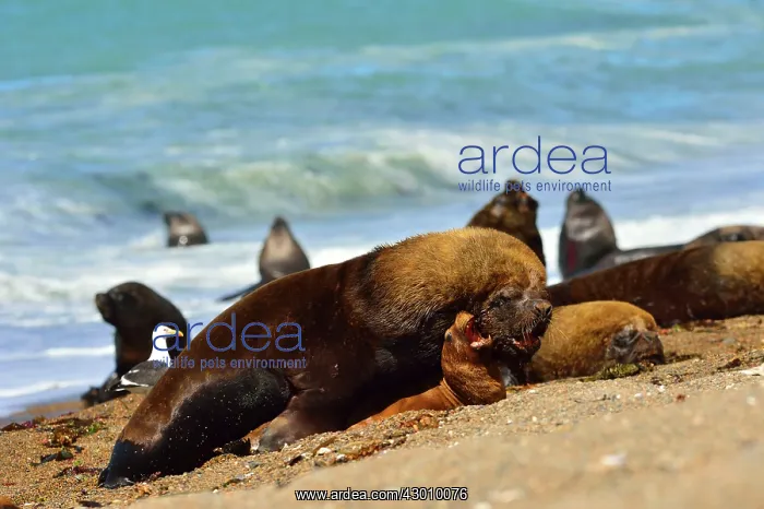 : Southern / Patagonian / South American Sea Lion : Southern / Patagonian / South American Sea Lion