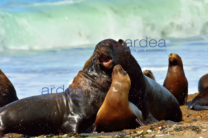 : Southern / Patagonian / South American Sea Lion : Southern / Patagonian / South American Sea Lion