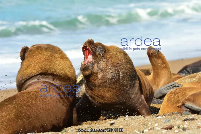 : Southern / Patagonian / South American Sea Lion : Southern / Patagonian / South American Sea Lion