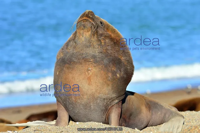 : Southern / Patagonian / South American Sea Lion : Southern / Patagonian / South American Sea Lion