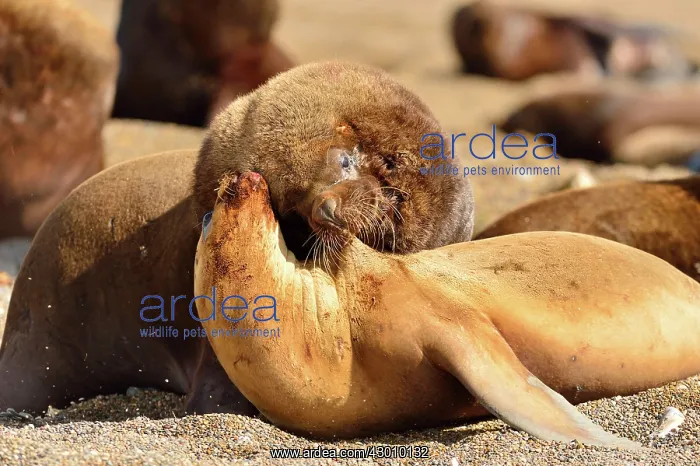 : Southern / Patagonian / South American Sea Lion : Southern / Patagonian / South American Sea Lion