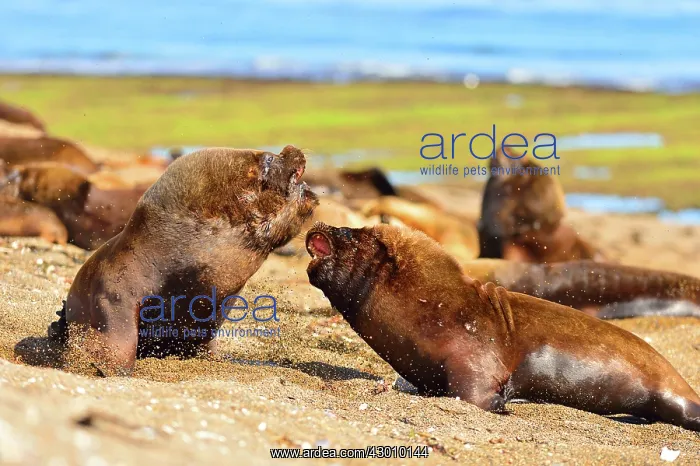 : Southern / Patagonian / South American Sea Lion : Southern / Patagonian / South American Sea Lion