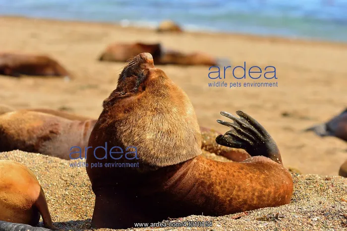 : Southern / Patagonian / South American Sea Lion : Southern / Patagonian / South American Sea Lion
