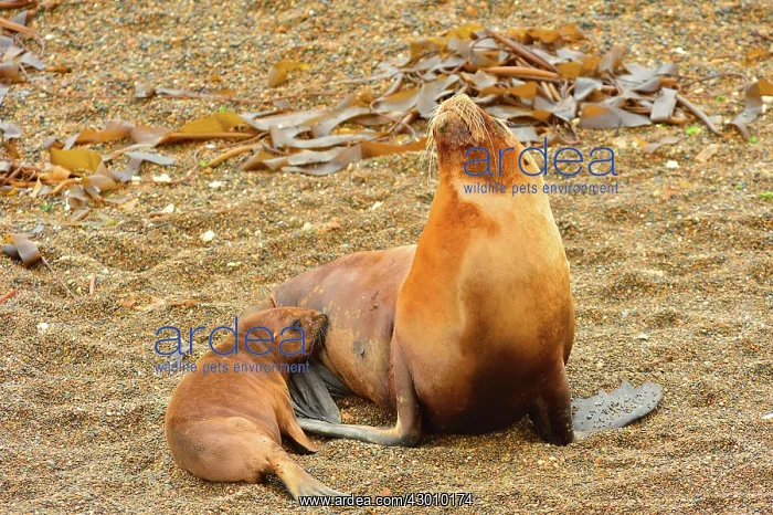 : Southern / Patagonian / South American Sea Lion : Southern / Patagonian / South American Sea Lion