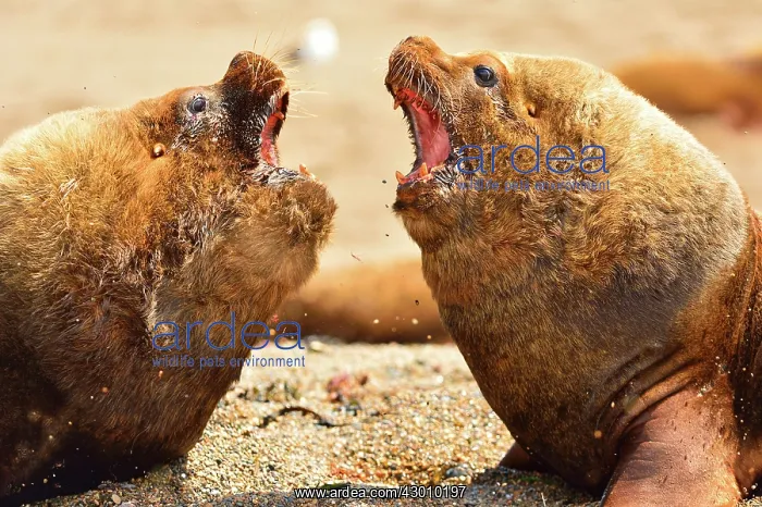 : Southern / Patagonian / South American Sea Lion : Southern / Patagonian / South American Sea Lion