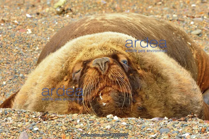 : Southern / Patagonian / South American Sea Lion - male - : Southern / Patagonian / South American Sea Lion - male -