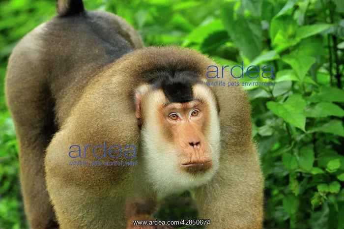 : Southern Pig-tailed Macaque : Southern Pig-tailed Macaque