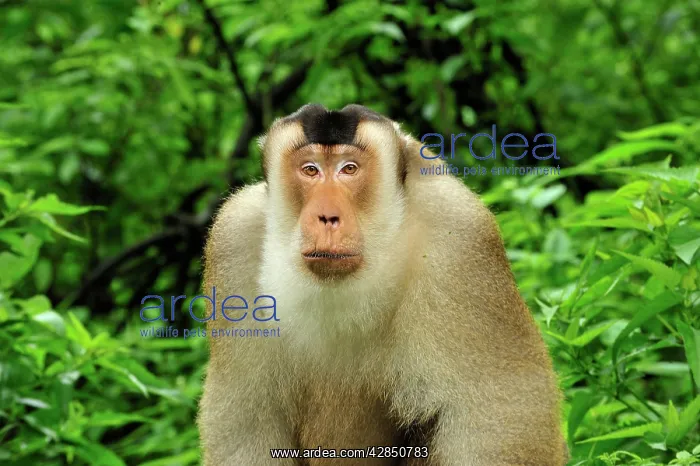 : Southern Pig-tailed Macaque : Southern Pig-tailed Macaque