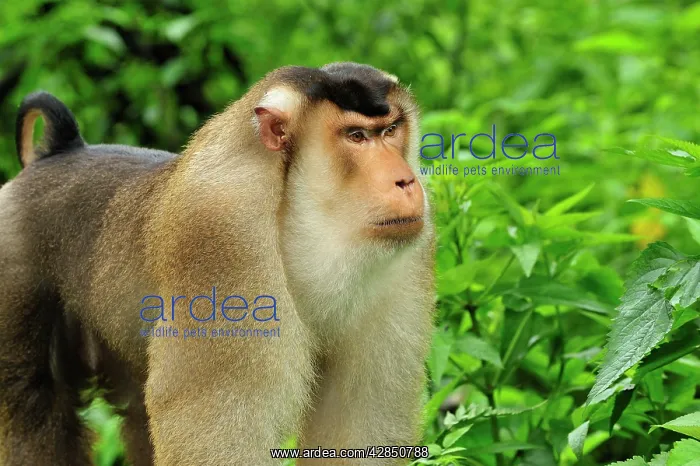 : Southern Pig-tailed Macaque : Southern Pig-tailed Macaque