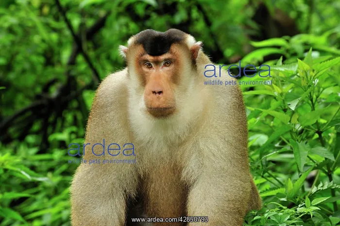 : Southern Pig-tailed Macaque : Southern Pig-tailed Macaque