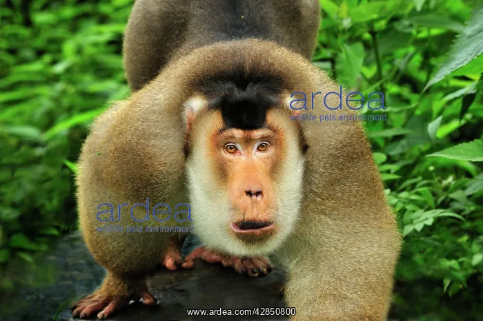 : Southern Pig-tailed Macaque : Southern Pig-tailed Macaque