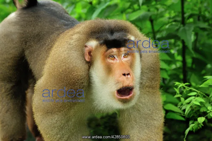 : Southern Pig-tailed Macaque : Southern Pig-tailed Macaque