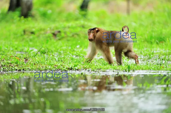 : Southern Pig-tailed Macaque - male Tabin Wildlife : Southern Pig-tailed Macaque - male Tabin Wildlife