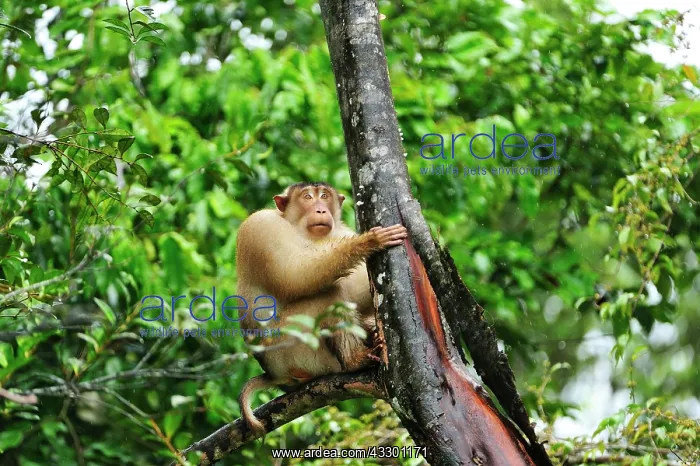 : Southern Pig-tailed Macaque - male Tabin Wildlife : Southern Pig-tailed Macaque - male Tabin Wildlife