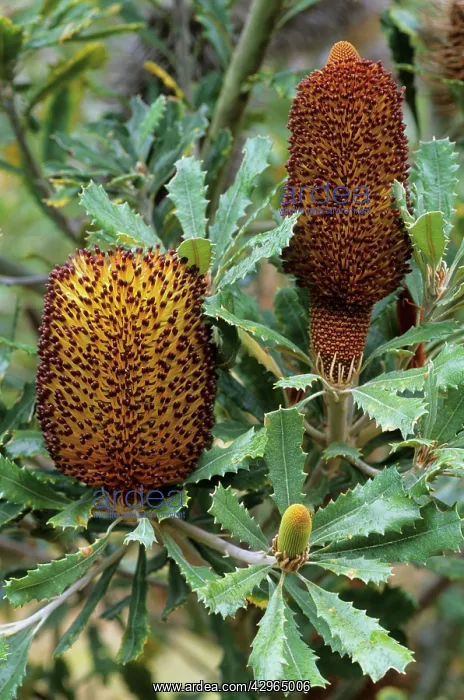 : Southern Plains Banksia flower : Southern Plains Banksia flower